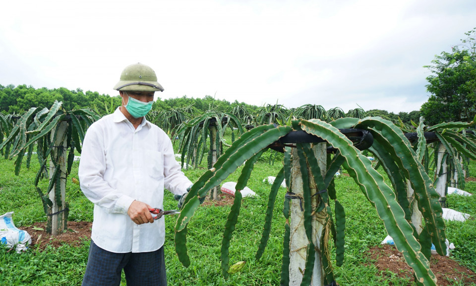 Đầm Hà: Phát triển vùng trồng cây ăn quả tập trung
