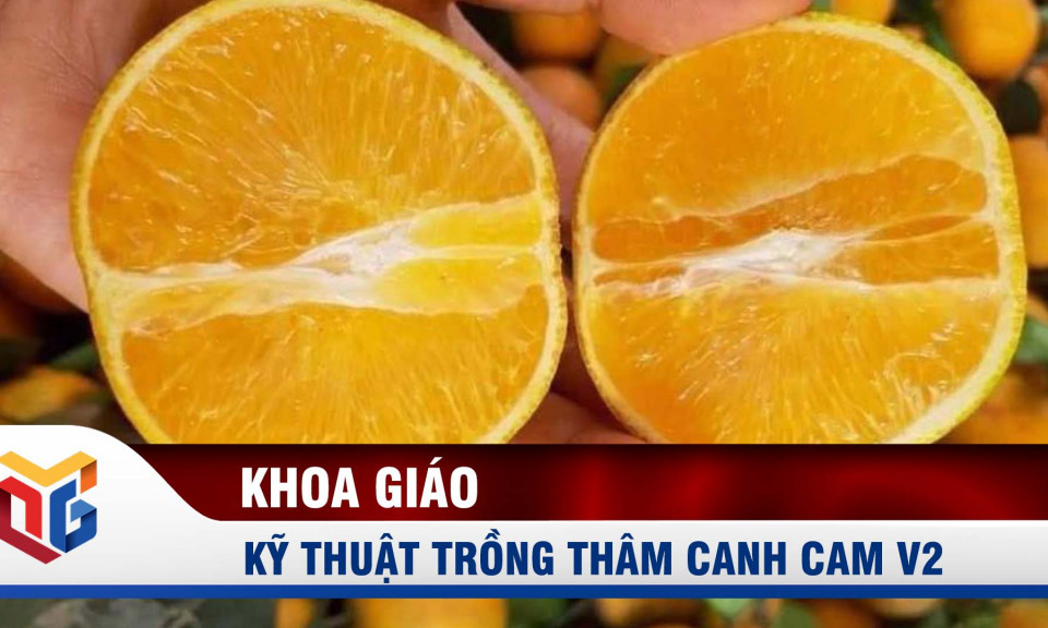 Kỹ thuật trồng thâm canh cam V2