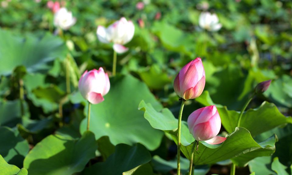 Quảng Yên mùa sen gọi hè