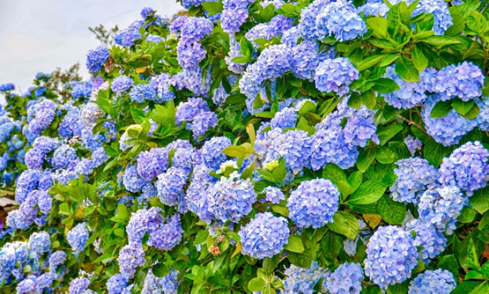 Hoa cẩm tú cầu nở rực rỡ trên đỉnh núi Xứ Lạng