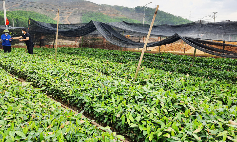 Chuyển đổi tư duy sản xuất nông nghiệp ở Uông Bí