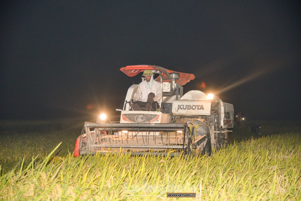 Nhiều gia đình tranh thủ tận dụng máy gặt vào đêm để vừa đảm bảo thu hoạch, vừa để tránh cái nóng gay gắt của mùa hè.