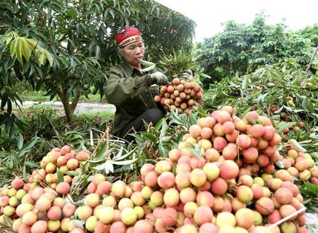 Vai thieu Bac Giang ''di Nhat'': Hai qua ngot tu dau tu bai ban hinh anh 2