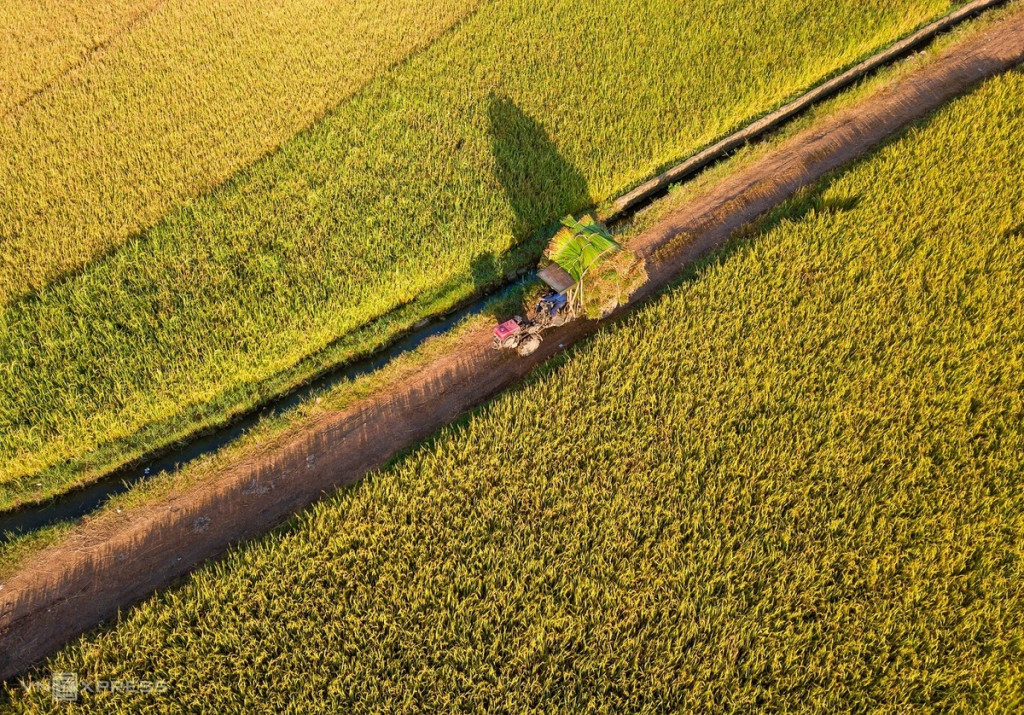 Xe cơ giới vận chuyển cói về làng ngang qua cánh đồng lúa chín vàng. Anh Trung chia sẻ ngày nay có nhiều loại chiếu làm bằng những nguyên liệu khác nhau nhưng chiếu cói Phú Tân vẫn giữ được người dân ưa chuộng bởi độ bền và mềm.