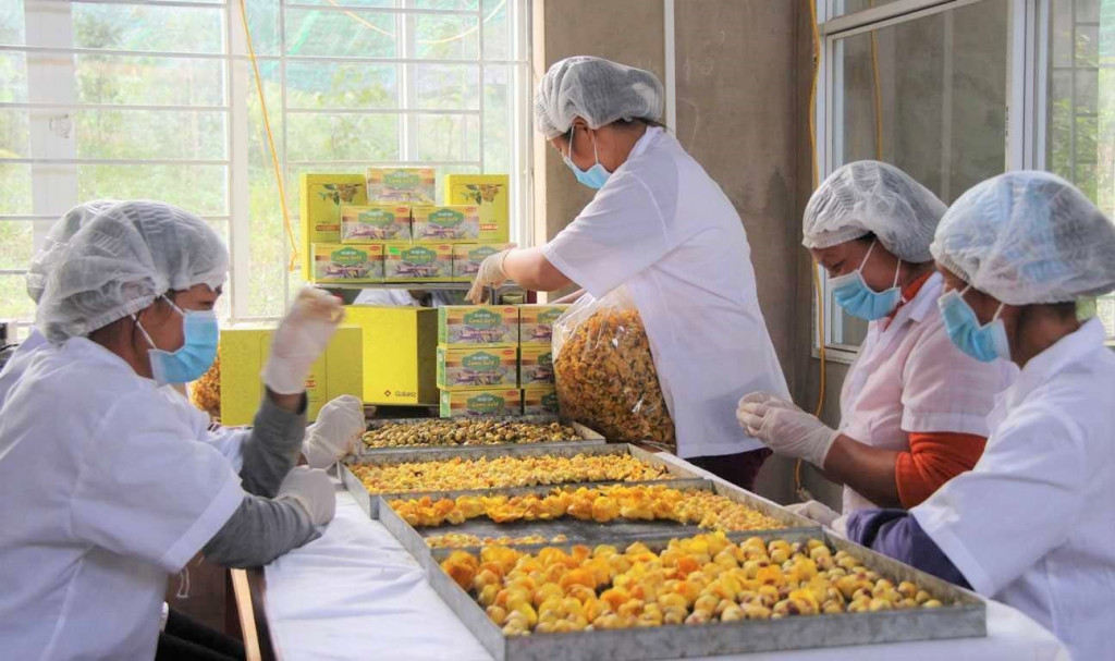 Trà hoa vàng được đầu tư dây chuyền chế biến hiện đại, giúp nâng cao chất lượng và uy tín của sản phẩm. 