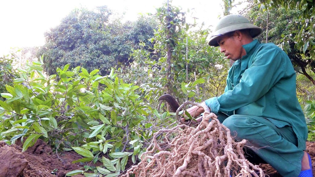 Người dân thu hoạch cây ba kích. 