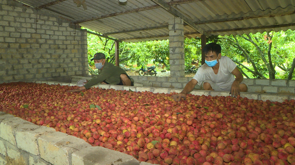 Anh Tăng Văn Dừa – Đội Triều Sơn, xã Tràng Lương, TX Đông Triều khởi động lò sấy vải thiều khô công suất đạt 40 tấn vải tươi/lần sấy.