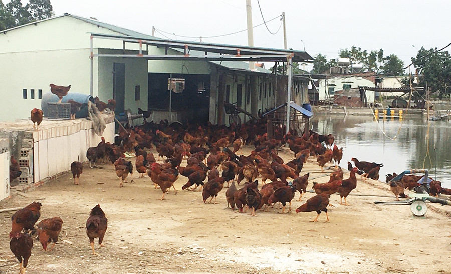 Kể từ đầu năm đến nay, một số đàn gà ở xã Sông Khoai, TX Quảng Yên bị mắc bệnh H5N6.