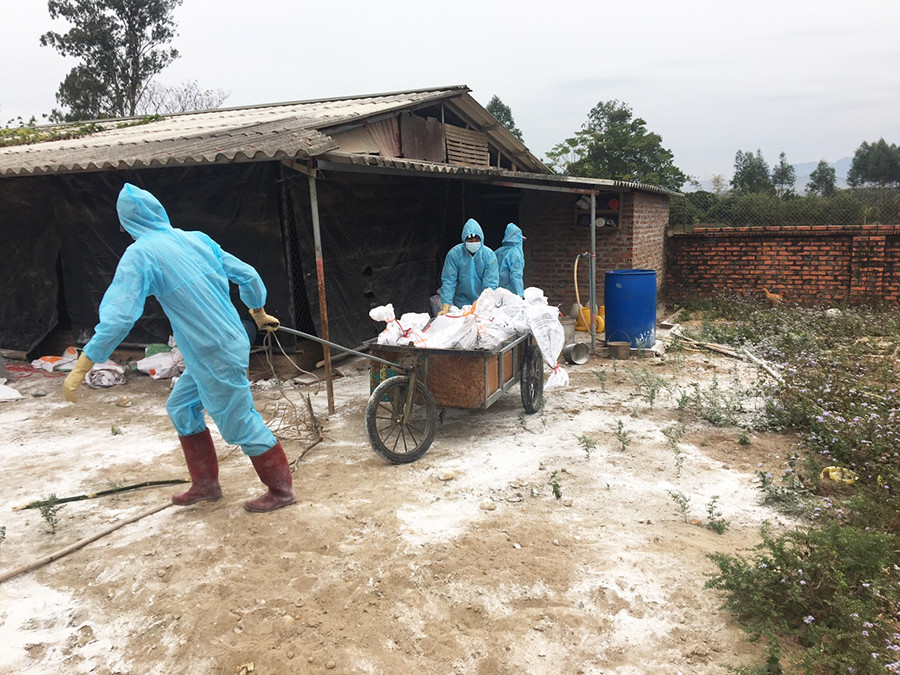 Xử lý ổ cúm gia cầm tại xã Quảng Ninh, huyện Hải Hà tháng 1 vừa qua.
