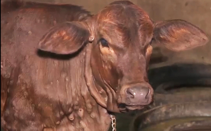 Một con bò bị bệnh viêm da nổi cục.