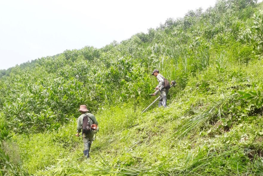 Hội viên nông dân xã Thanh Sơn (huyện Ba Chẽ) phát thực bì trồng cây lim xanh.