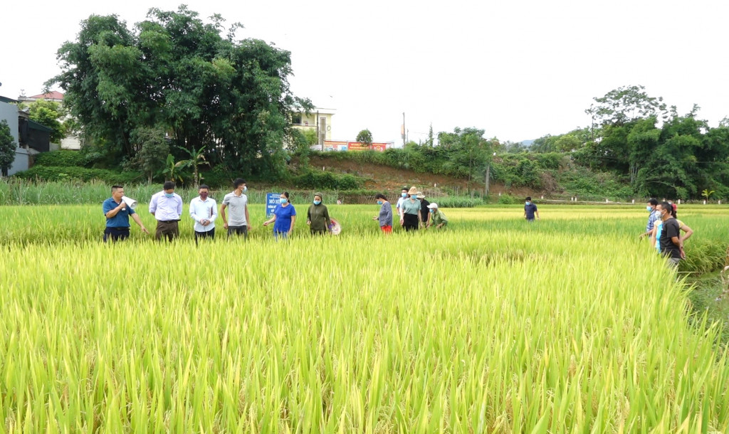 UBND xã Đồn Đạc tổ chức hội thảo đầu bờ nhằm đánh giá kết quả triển khai cũng như giới thiệu giống lúa mới ST 25 và VNR 20.