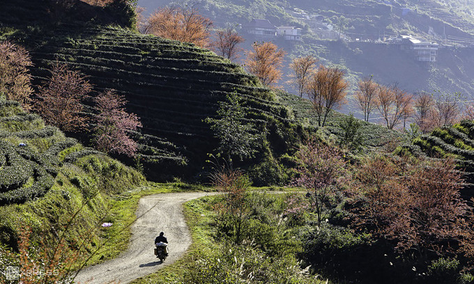 A man drives along a tea hill on O Quy Ho Pass in Sa Pa Town, northern Vietnam. Photo by VnExpress/Tran Doan Huy.