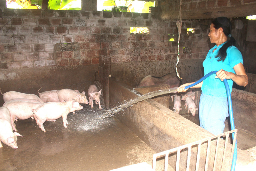 Người dân TX Quảng Yên vệ sinh chuồng trại để phòng, chống dịch bệnh tả lợn Châu Phi.