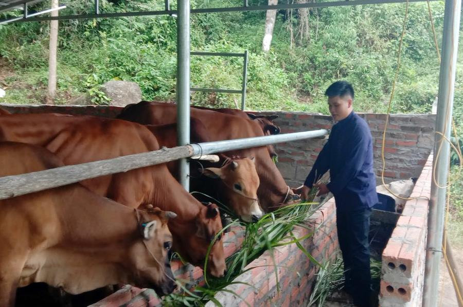Anh Tằng A Sám (thôn Khe Mọi, xã Đồng Văn, huyện Bình Liêu) thực hiện mô hình nuôi bò sinh sản.