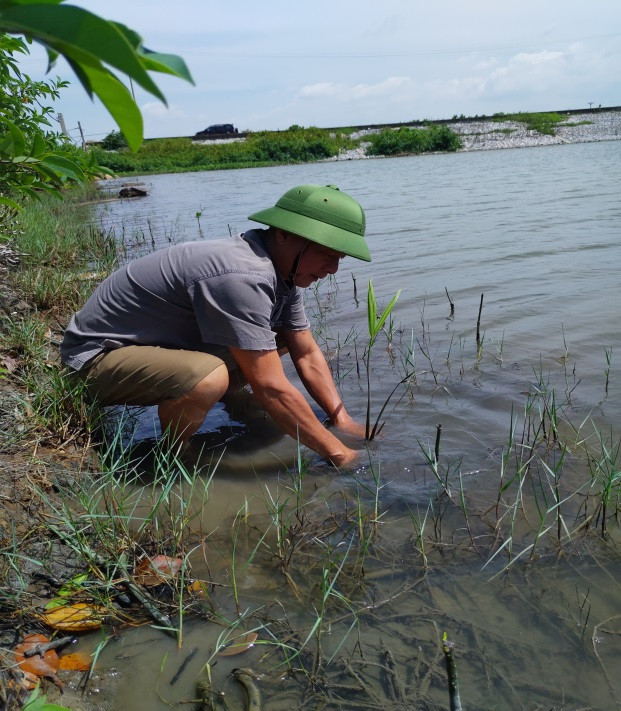 TS Đỗ Thanh Vân trồng cây Dừa nước tại tuyến đê Hà An, TX Quảng Yên.