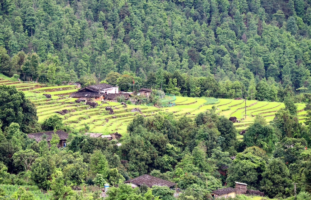 Ancient houses with yin and yang tiled roofs lie in the cinnamon forest and among green terraced fields.