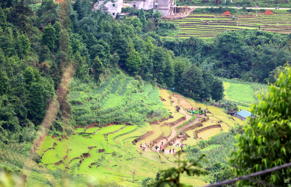 Green terraced fields are full of young rice plants, corn and cassava.