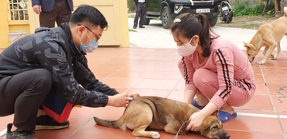 Theo quy định của pháp luật, chó phải được tiêm phòng dại, không thả rông, khi ra đường phải đeo rọ mõm (trong ảnh: người dân đưa chó đến điểm tiêm vắc xin phòng bệnh dại tập trung tại nhà văn hoá khu dân cư). Ảnh: Mai Hương (CTV)