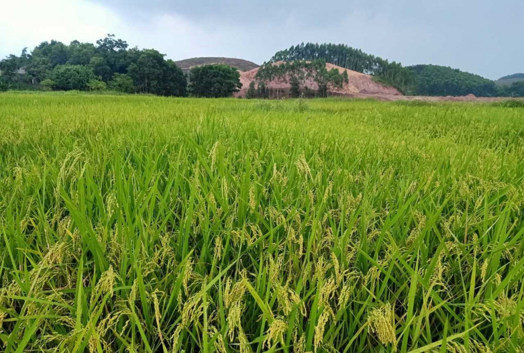 Cánh đồng lúa dòng Japonica (J02) được trồng tại xã Đông Hải, huyện Tiên Yên. Ảnh: Chi cục Trồng trọt và Bảo vệ thực vật cung cấp.