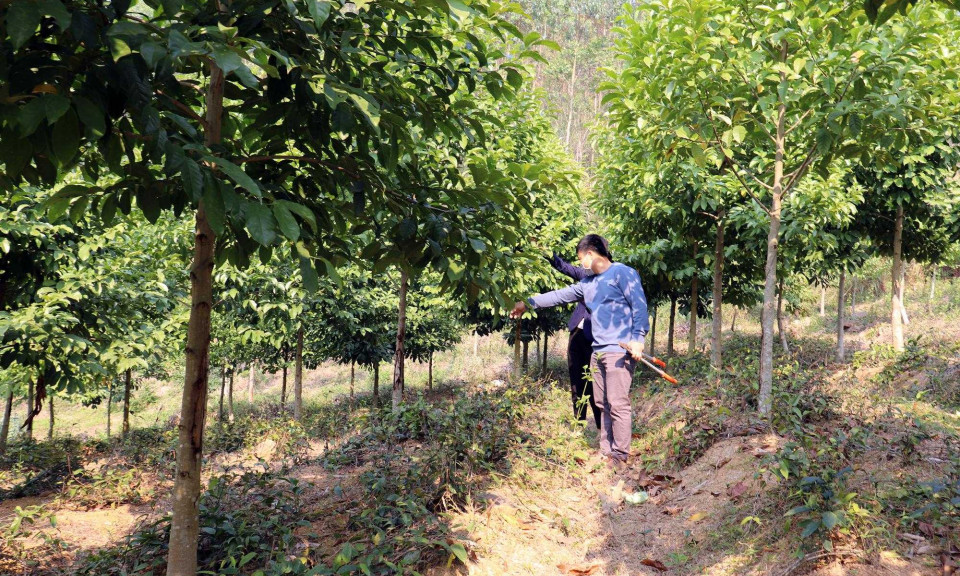 Thúc đẩy sản xuất nông - lâm kết hợp