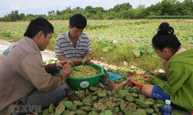 Bảo tồn giống, phát triển bền vững nghề trồng sen ở Thừa Thiên-Huế