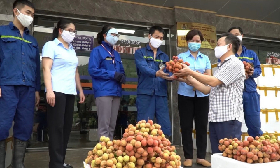 TKV cam kết hỗ trợ tiêu thụ hơn 186 tấn vải thiều Bắc Giang