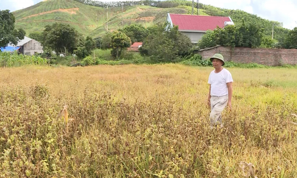 Thiếu nước sản xuất, dân bỏ ruộng hoang