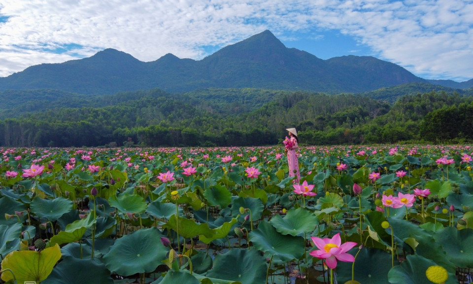 Hương sắc làng sen Quảng Nam