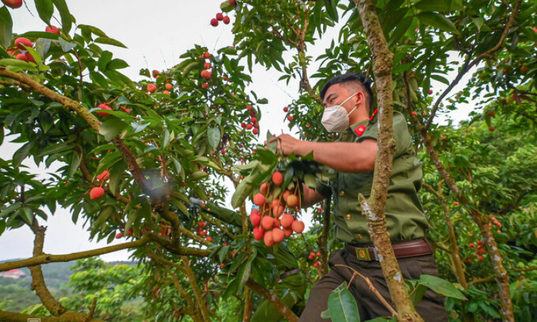 Bắc Giang thiếu lao động thu hoạch vải thiều