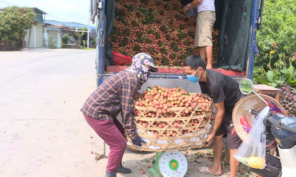 Khó khăn trong tiêu thụ vải thiều Đông Triều
