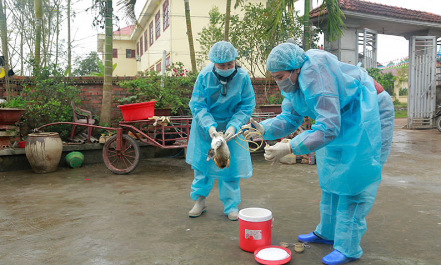 Bất cập của hệ thống thú y cơ sở
