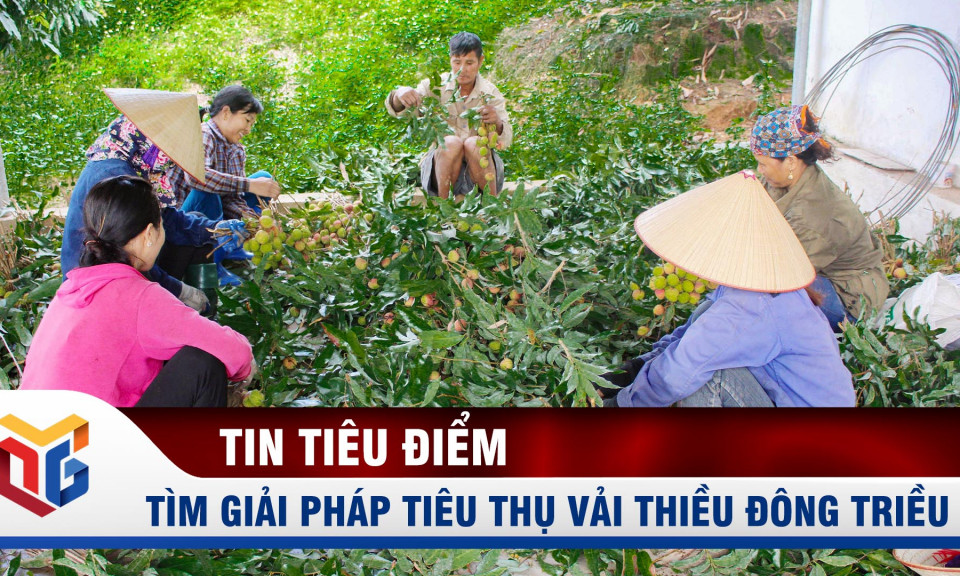 Tìm giải pháp tiêu thụ vải thiều Đông Triều