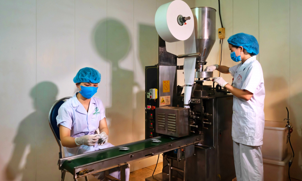 Hướng tới xuất khẩu sản phẩm từ cây dược liệu