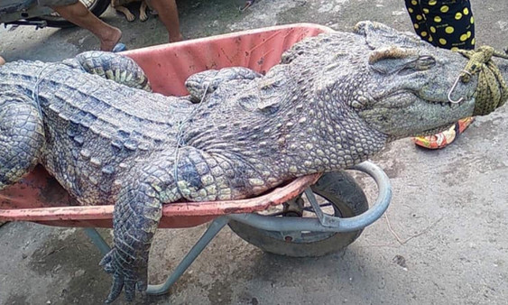 Bắt 4 con cá sấu ở vùng ven Sài Gòn