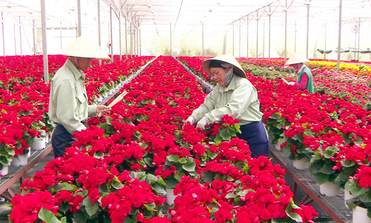 Phát triển ngành kinh tế sinh thái hoa, cây cảnh