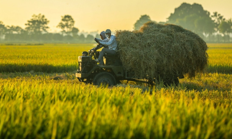 Đẹp ngây ngất mùa lúa chín ở ngoại ô Hà Nội