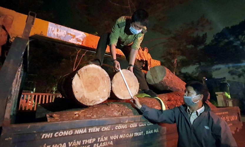 Bắt nhóm phá rừng thông trên đỉnh Pinhatt - Đà Lạt