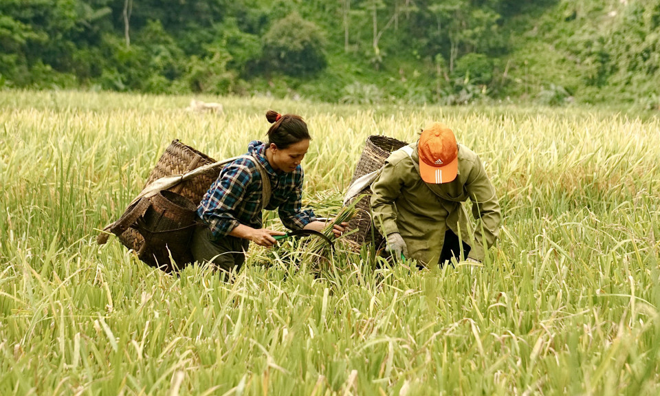 Rực rỡ mùa vàng trên đỉnh Pù Luông