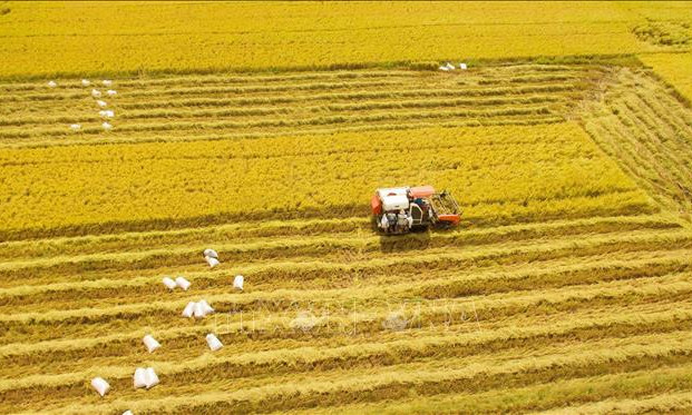Thị trường nông sản tuần qua: Giá lúa ổn định, cà phê quay đầu giảm