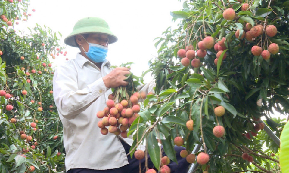 Hỗ trợ tiêu thụ nông sản