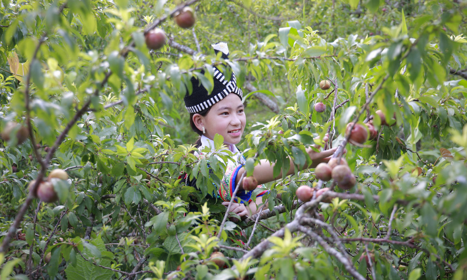 Thung lũng mận tam hoa ở Nghệ An vào vụ