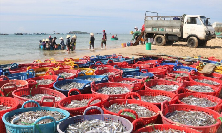 Phan Thiết trúng mùa cá cơm