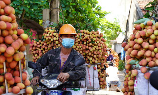 Bắc Giang có ngày bán tới 9.000 tấn vải