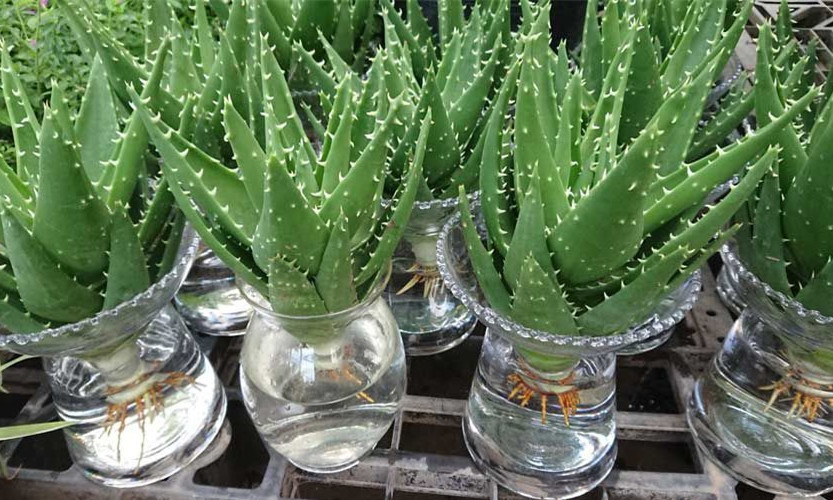 7 loại cây dễ trồng trong nhà vừa lọc sạch không khí lại làm thuốc chữa bệnh