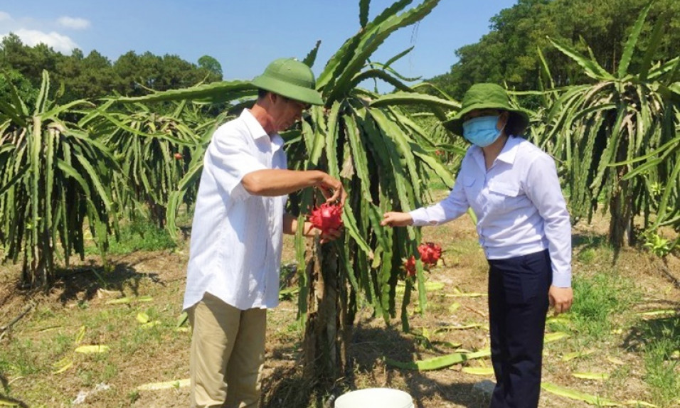 Quản lý mã số vùng trồng: "Giấy thông hành về chất lượng" cho nông sản 