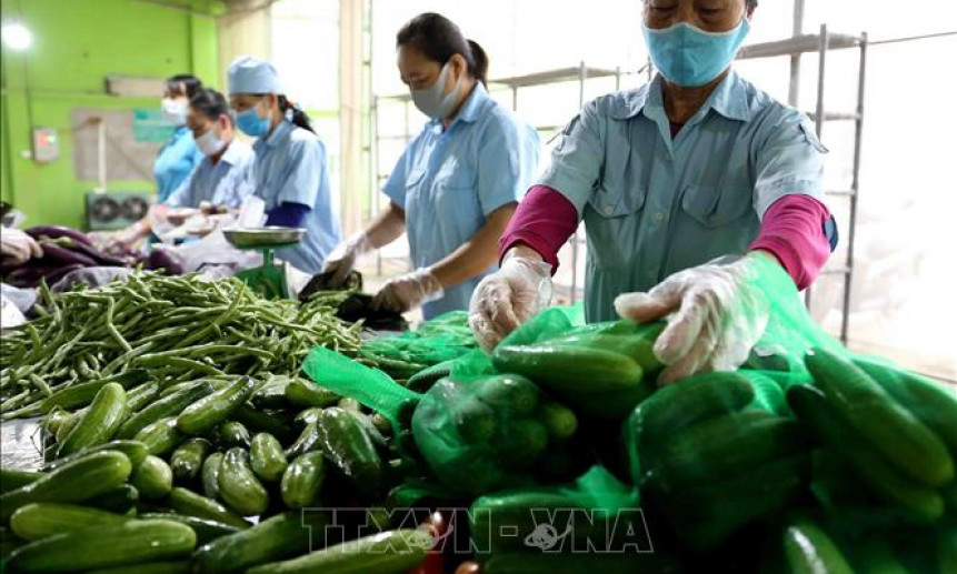 Triển vọng hợp tác nông nghiệp Việt Nam và Tanzania