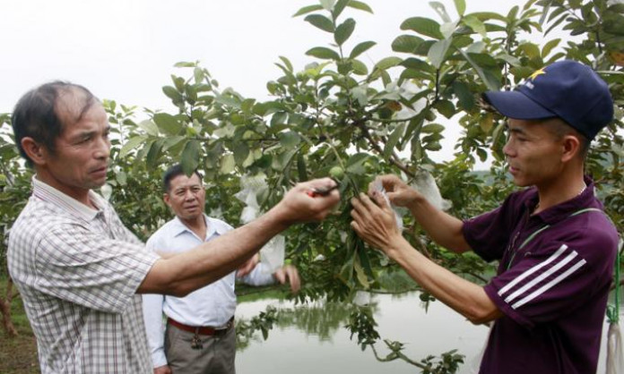 Nông dân dạy nông dân làm giàu