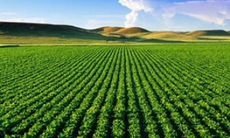 Cách tính giá bồi thường cây hàng năm khi thu hồi đất