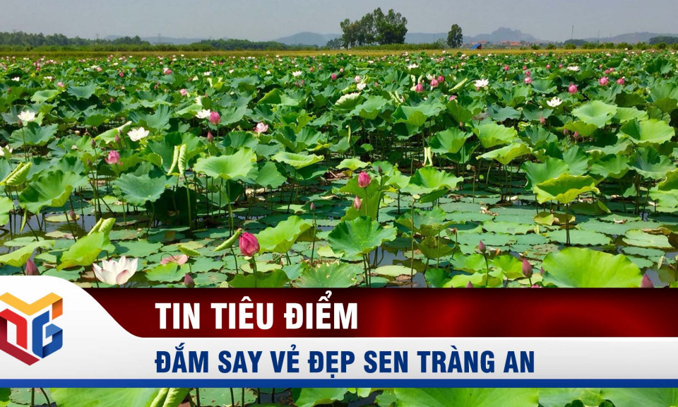 Đắm say vẻ đẹp sen Tràng An